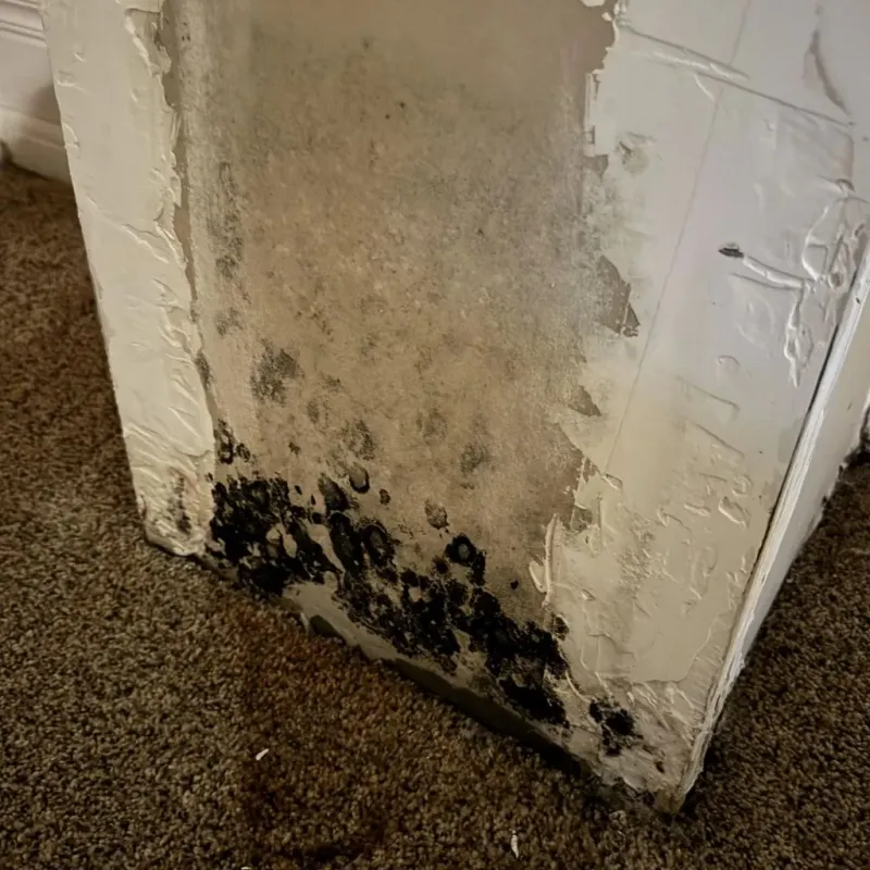 Professional Mold Removal in Polk County, NC